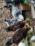 Haantjes wyandotte kriel, Dieren en Toebehoren, Pluimvee, Mannelijk, Kip
