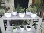 Kamerplanten /opuntia/crassula/haworthia/chlorophytum, Huis en Inrichting, Ophalen, In pot