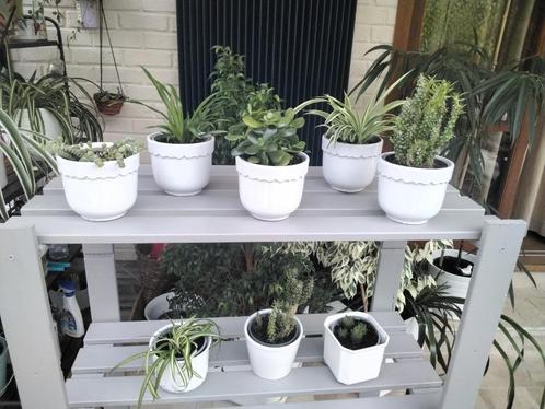 Kamerplanten /opuntia/crassula/haworthia/chlorophytum, Huis en Inrichting, Kamerplanten, In pot, Ophalen