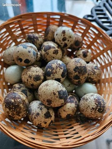 oeufs caille jumbo  beschikbaar voor biedingen