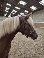 Unieke kans voor de paardenliefhebber/ruiter te Achel, Animaux & Accessoires, Chevaux