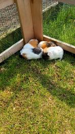 Cavia beertjes, Animaux & Accessoires, Rongeurs, Cobaye