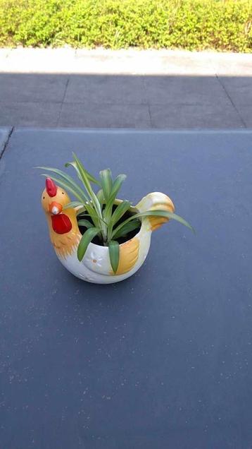 Chlorophytum beschikbaar voor biedingen