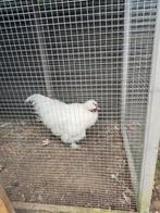 Zijdehoen haan, Dieren en Toebehoren, Pluimvee