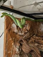 Gonyosoma prasina, Dieren en Toebehoren, Reptielen en Amfibieën