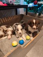Super toffe Border Collie pups, 8 à 15 semaines, Colley, Plusieurs, Éleveur | Loisir