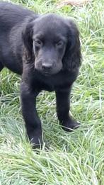 Ierse Setter pups te koop, Dieren en Toebehoren, België, 15 weken tot 1 jaar, CDV (hondenziekte), Meerdere
