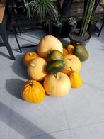 mooie popoenen, Tuin en Terras, Planten | Tuinplanten, Ophalen