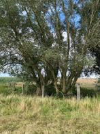 Wilgen snoeien/wilgen brandhout, Tuin en Terras, Brandhout, Ophalen