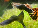 volwassen guppen gezocht, Dieren en Toebehoren, Vissen | Aquariumvissen, Vis, Zoetwatervis, Schoolvis