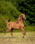 Arabische volbloed merries, Merrie