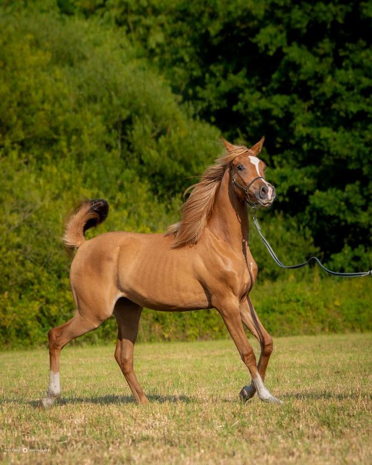 Arabische volbloed merries, Dieren en Toebehoren, Paarden, Merrie