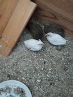 Chinese dwergkwartels natuurbroed, Dieren en Toebehoren, Meerdere dieren