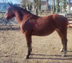 3 jarige Freiberger/Franches Montagnes merrie., Dieren en Toebehoren, Paarden, Merrie, Minder dan 160 cm, Gechipt, 3 tot 6 jaar