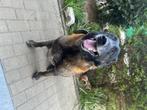 Gratis Mechelse herder, Dieren en Toebehoren, Honden | Herdershonden en Veedrijvers, 6 jaar of ouder, België, Particulier, Reu