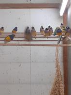 Bichenows  Astrildes en Gould Amadines, Dieren en Toebehoren, Vogels | Overige Vogels, Meerdere dieren, Tropenvogel, Geringd