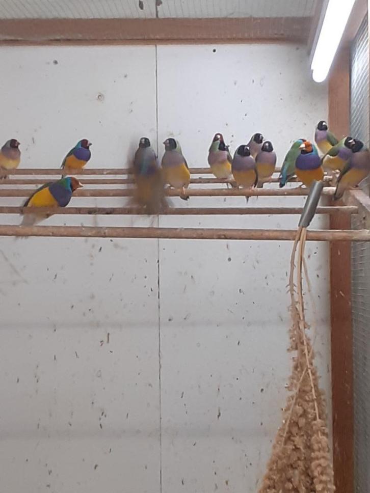 Bichenows  Astrildes en Gould Amadines, Dieren en Toebehoren, Vogels | Overige Vogels, Tropenvogel, Meerdere dieren, Geringd