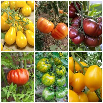 Derniers plantes bio en pot de tomates et piments, Enlèvement, Annuelle, Plantes potagères, Plein soleil