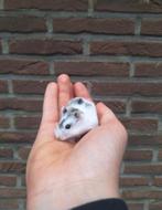 Jonge Russische dwerghamsters beschikbaar, vele kleuren. Tam, Hamster, Tam