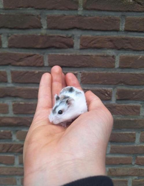 Jonge Russische dwerghamsters beschikbaar, vele kleuren. Tam, Dieren en Toebehoren, Knaagdieren, Hamster, Tam
