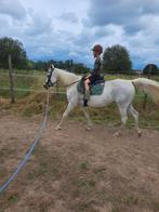 Leuke merrie, Merrie, Zadelmak, 11 jaar of ouder, Recreatiepony