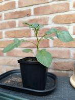 Aardappelplantjes, Tuin en Terras, Planten | Fruitbomen, Ophalen of Verzenden, Minder dan 100 cm, In pot, Overige soorten