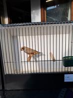 TT bruine zebravinken, Dieren en Toebehoren, Vogels | Overige Vogels, Mannelijk, Tropenvogel, Geringd