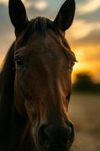 Halve stal / bijrijder gezocht - regio kluisbos, Dieren en Toebehoren, Paarden, Merrie, Zadelmak, 3 tot 6 jaar, 160 tot 165 cm