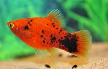 Platy visjes  beschikbaar voor biedingen