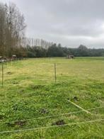 Paardenweide te huur in Alken, Dieren en Toebehoren, Weidegang