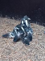 Jonge barbarie eenden, Dieren en Toebehoren