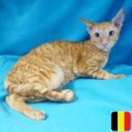 Cornish Rex kitten te koop (belgisch), Dieren en Toebehoren, Katten en Kittens | Raskatten | Korthaar, Kater, Gechipt, 0 tot 2 jaar