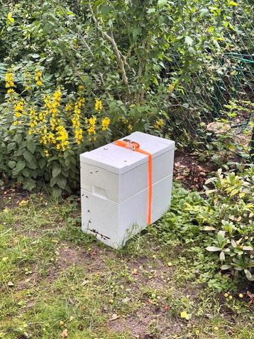 Bijenvolk simplex 6 ramer beschikbaar voor biedingen
