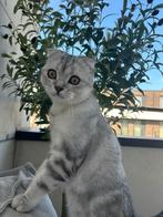 Britse korthaar kater, Dieren en Toebehoren, Katten en Kittens | Raskatten | Korthaar, Kater, Gechipt, 0 tot 2 jaar