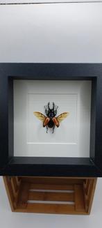 Cadre lucanidae curiosités, Enlèvement ou Envoi