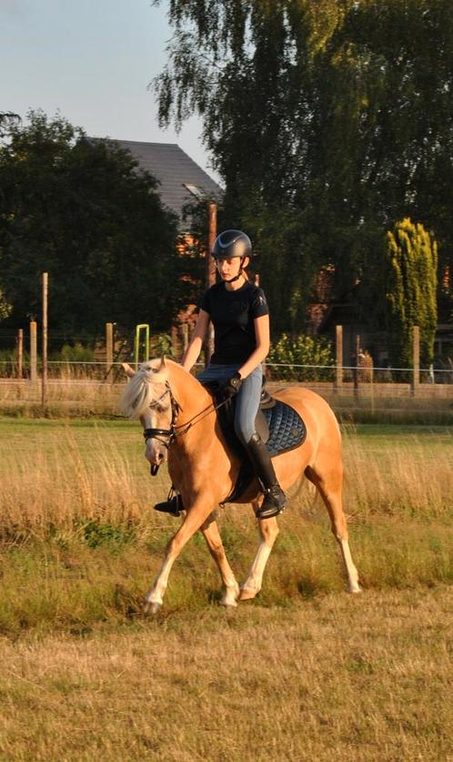 Gouden 5-jarige pittige B-pony te lease, Dieren en Toebehoren, Pony's, Ruin, L, B pony (1.17m tot 1.27m), 3 tot 6 jaar