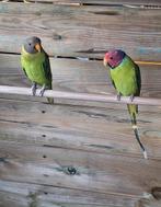 Pruimkopparkiet man en pop, Dieren en Toebehoren, Vogels | Parkieten en Papegaaien, Parkiet, Geringd