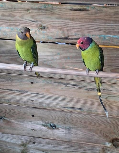 Pruimkopparkiet man en pop, Dieren en Toebehoren, Vogels | Parkieten en Papegaaien, Parkiet, Geringd