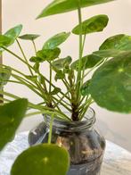 Pannenkoekenplant #15, Huis en Inrichting, Minder dan 100 cm, In pot, Ophalen