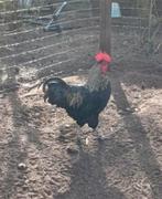 Maran Haan, Dieren en Toebehoren, Pluimvee