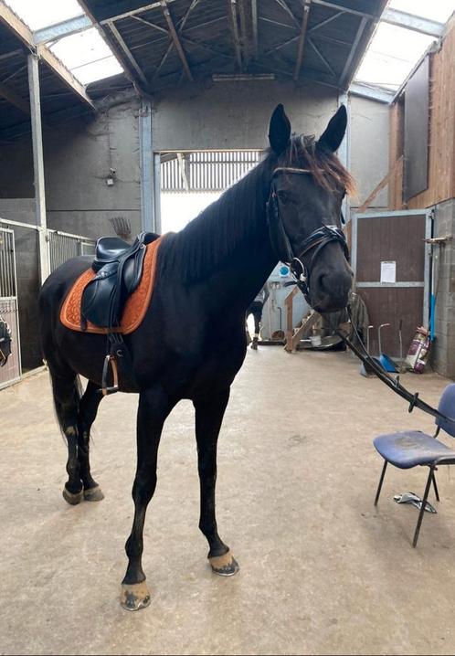 Le Pontivyen (zorro), Animaux & Accessoires, Chevaux & Poneys | Selles, Enlèvement