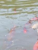 Koi's, Karper of Koi