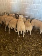 Schapen ooien, Dieren en Toebehoren, Schapen, Geiten en Varkens