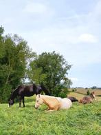 KLEINSCHALIGE OPFOK, Dieren en Toebehoren, Weidegang, 4 paarden of pony's of meer