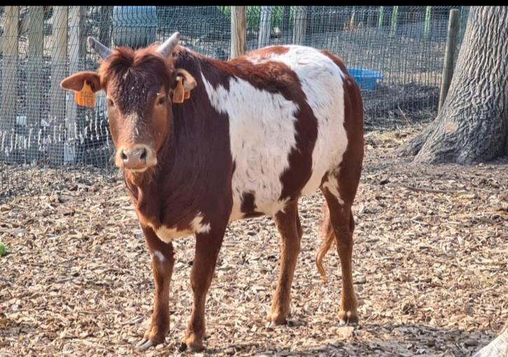 Mini zeboe koe vaars, Dieren en Toebehoren, Runderen