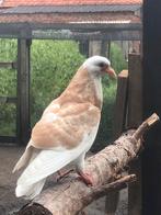 Duiven gezocht gratis, Dieren en Toebehoren