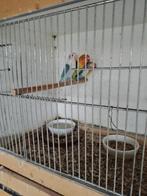 ficheries, Dieren en Toebehoren, Meerdere dieren, Parkiet