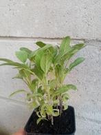 Salvia officinalis - keukensalie, Enlèvement, Herbes, Plante fixe
