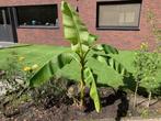 bananenplant in pot 130cm, Ophalen, Tweejarig, Overige soorten, Volle zon