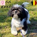 Belle femelle Shih Tzu "Fifi"-recherche un doux foyer, Animaux & Accessoires, Chiens | Chihuahuas & Chiens de compagnie, 15 semaines à 1 an